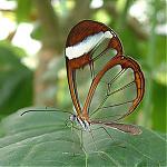 ������ ������� �������