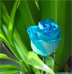 ������ ������� ���� �������