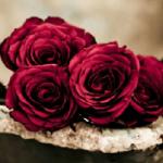 ������ ������� ����� ���